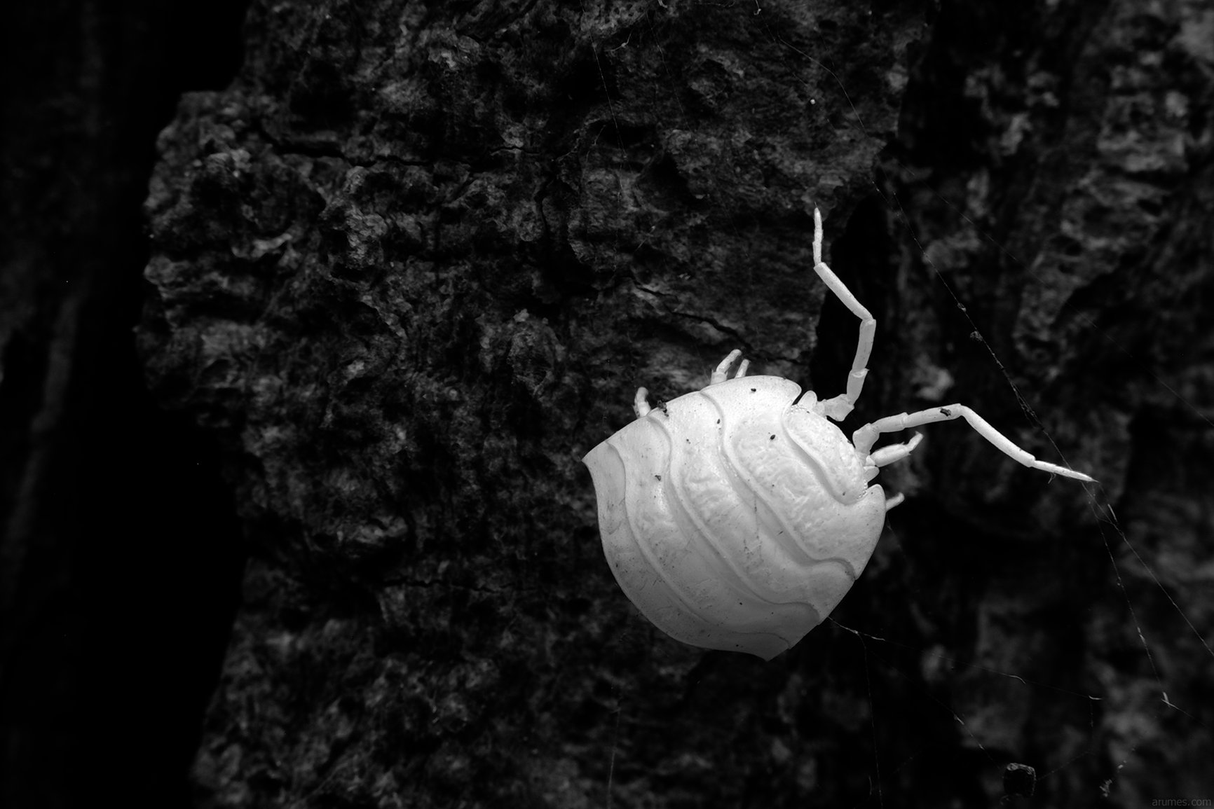 Front half white shell of a dead woodlouse against dark background