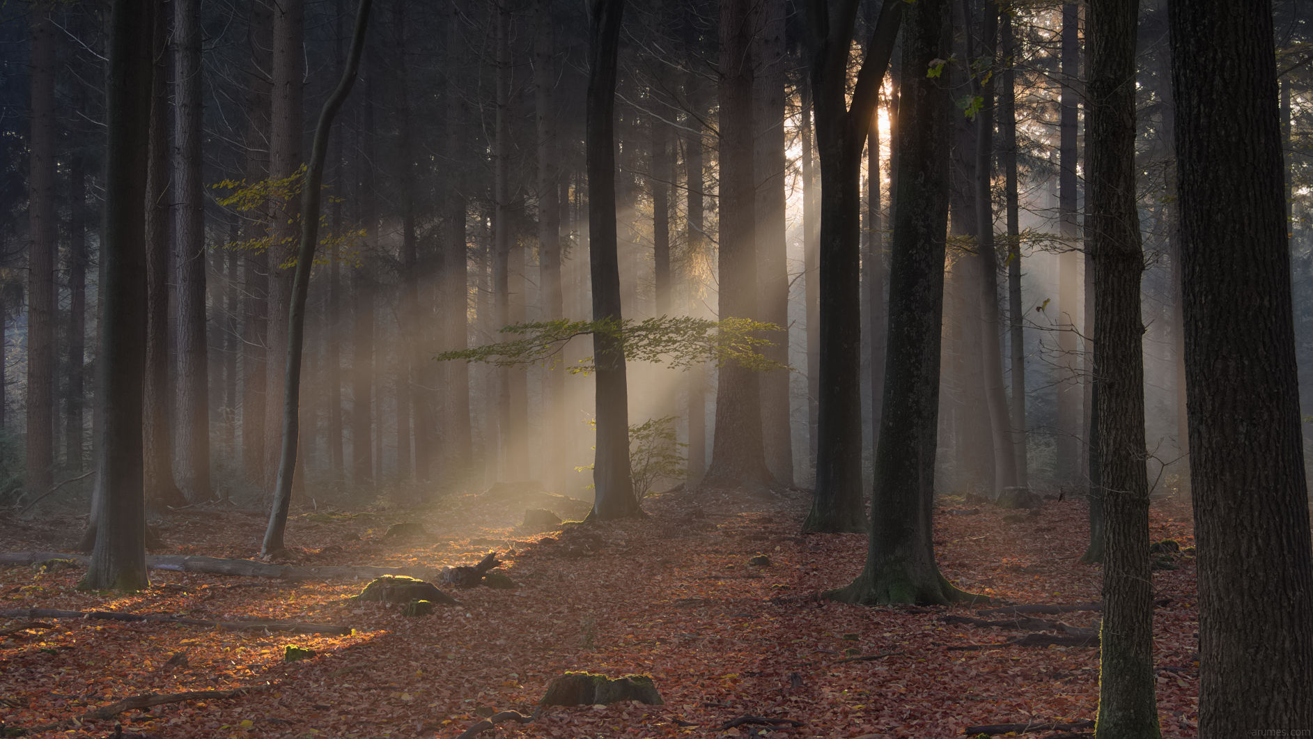 autumn mixed woods with sunrise rays in haze