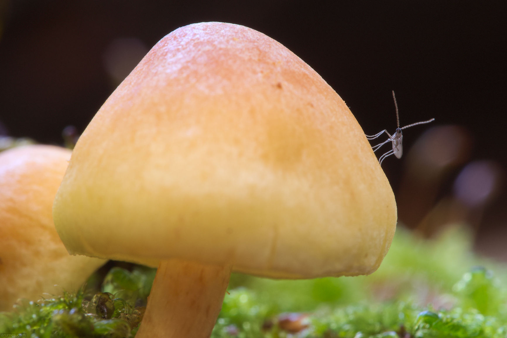 Macro of small insect on mushroom