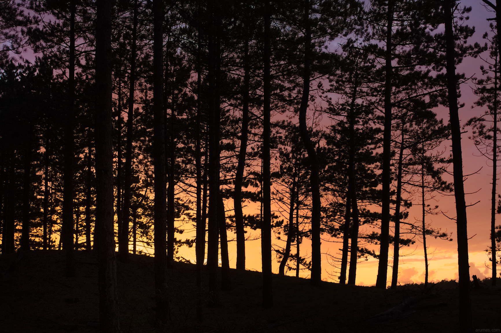 silhouette of pinetrees against a colorful sunset