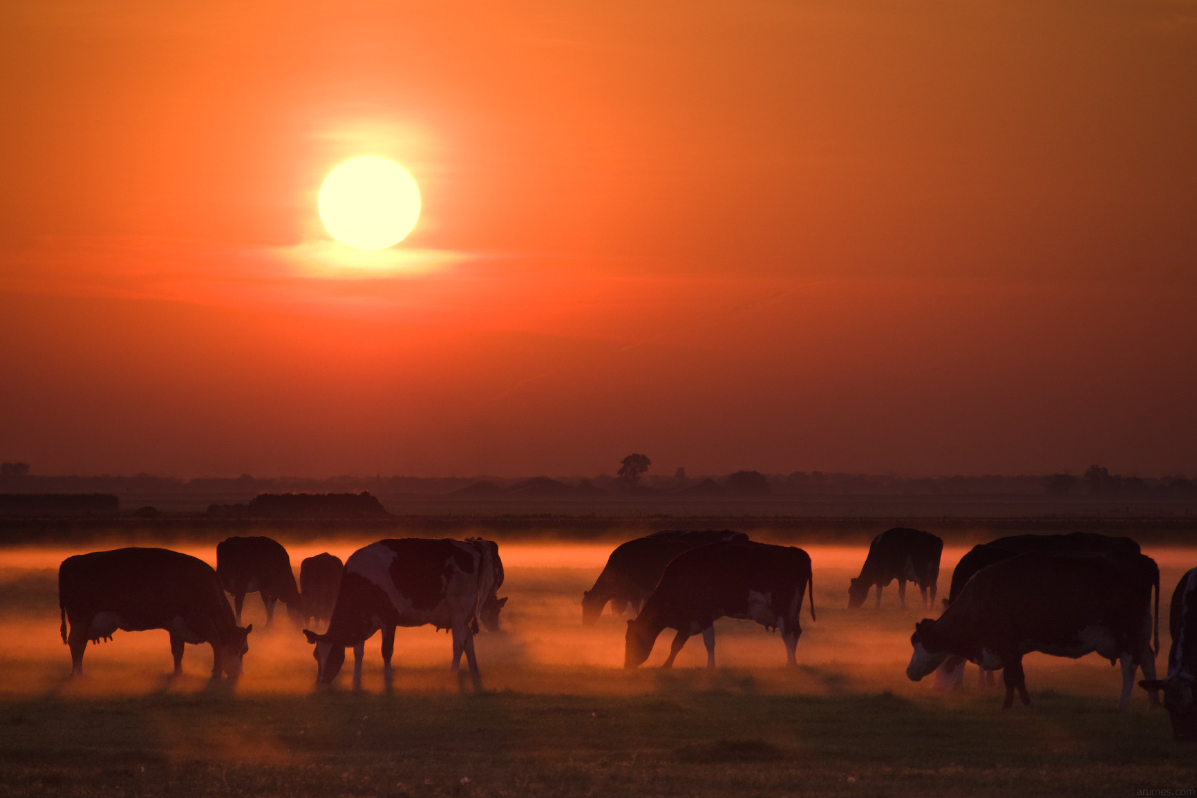 Red tinted image, sunrise with cows in foreground